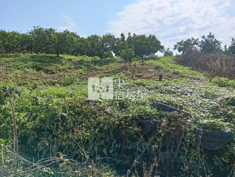 柴裡農保農地房屋室內格局與周邊環境