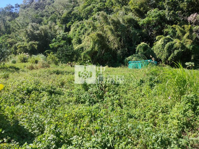 【新世紀】大溪瑞安路大面寬一般農房屋室內格局與周邊環境