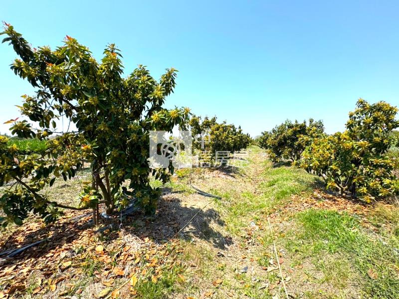 善化六分寮酪梨園3.7分一般農房屋室內格局與周邊環境