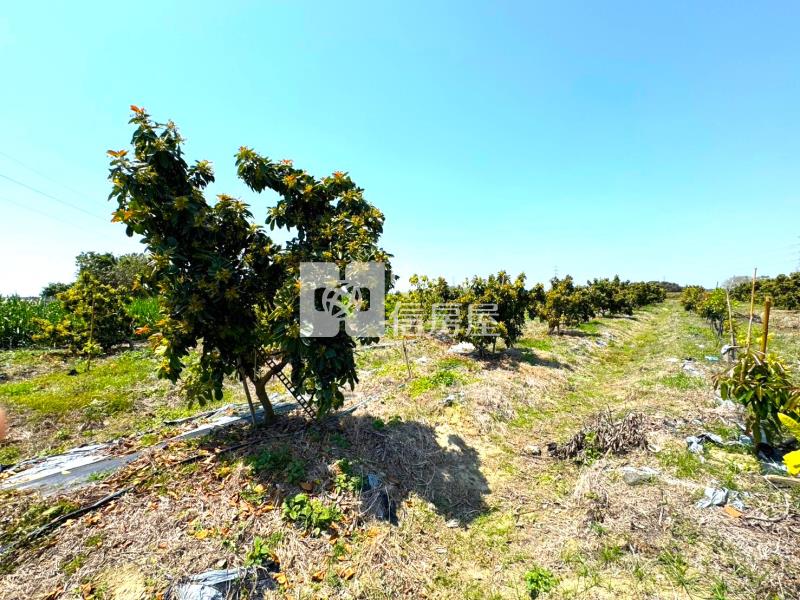 善化六分寮酪梨園3.7分一般農房屋室內格局與周邊環境