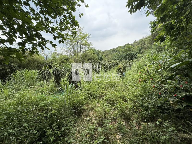 H-5華新二路臨路開心農場房屋室內格局與周邊環境
