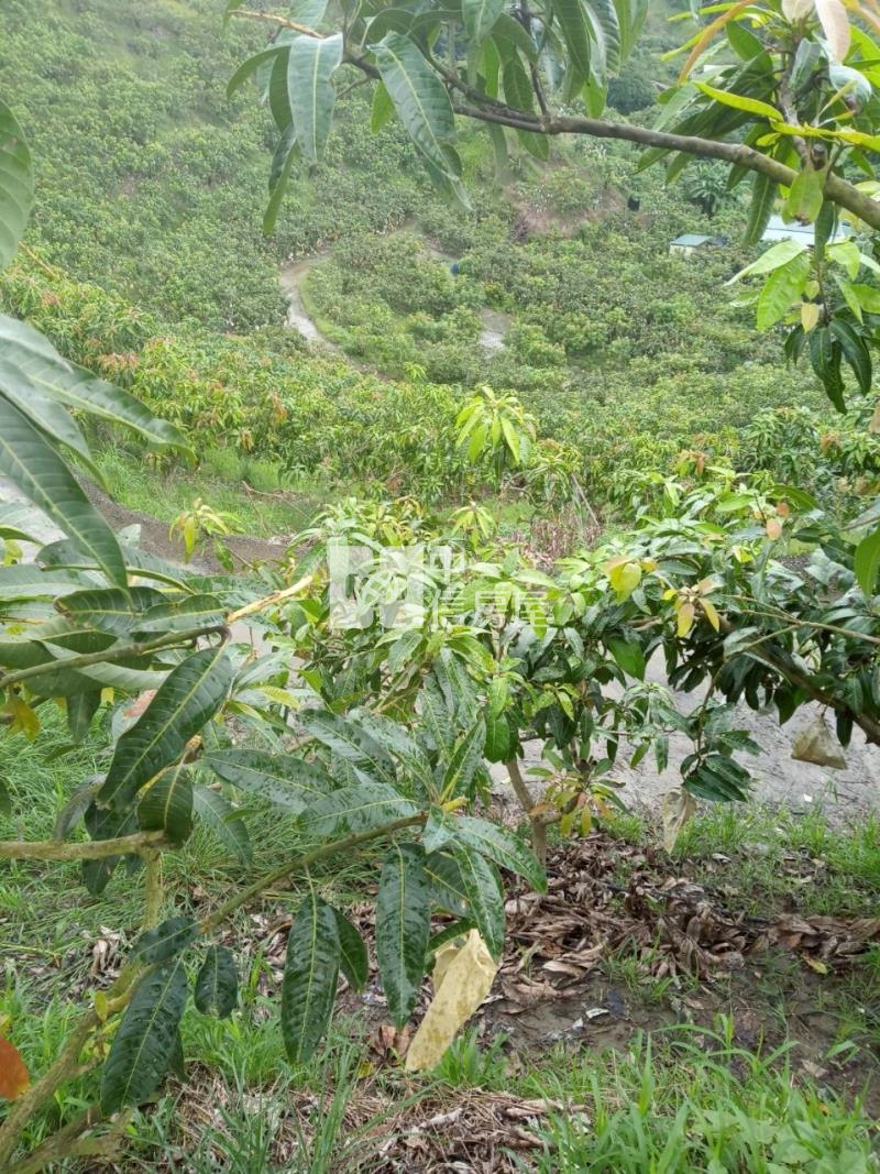 九層林3137坪果園山坡地房屋室內格局與周邊環境