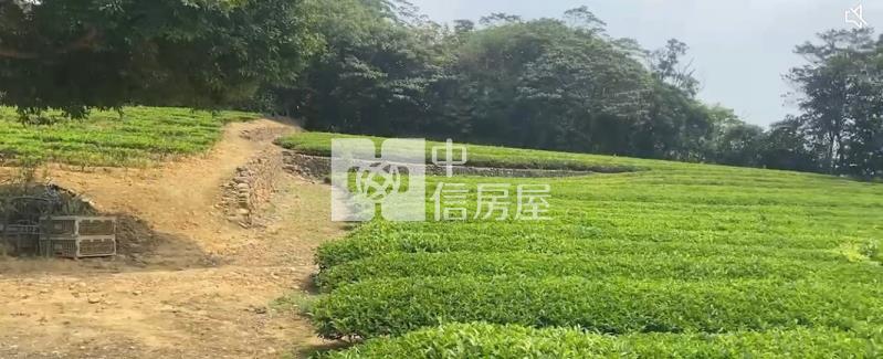 龍潭北坑段優美清新好茶園房屋室內格局與周邊環境