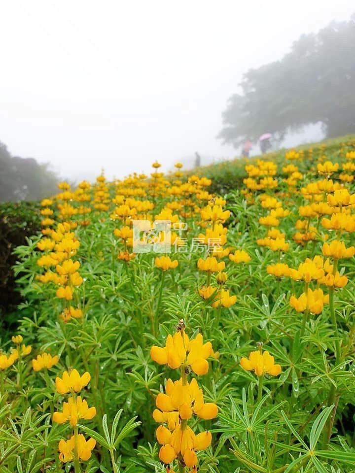 龍潭大北坑農地房屋室內格局與周邊環境
