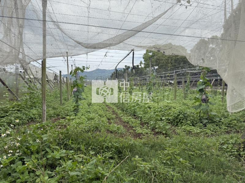 新社農地房屋室內格局與周邊環境
