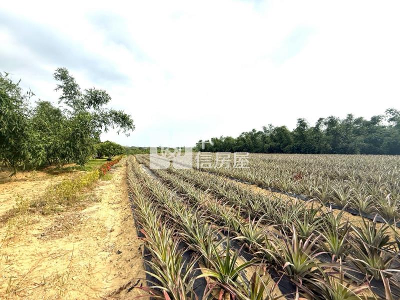 關廟新埔近社區2.9分農地房屋室內格局與周邊環境