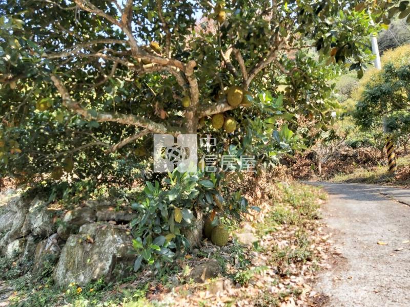 六甲區大丘園段有水電地上權果園地C房屋室內格局與周邊環境