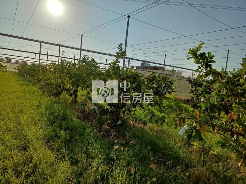阿蓮近高鐵溫室美農地房屋室內格局與周邊環境