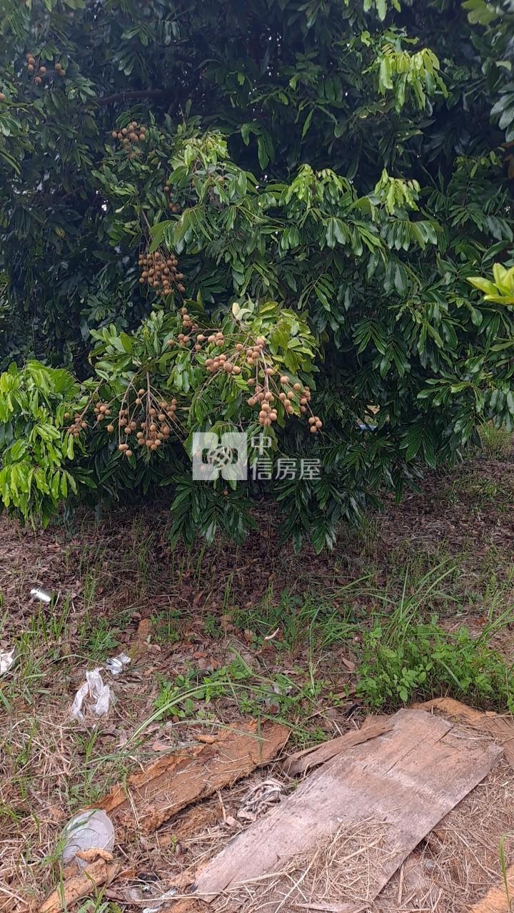 麻善大橋果園房屋室內格局與周邊環境
