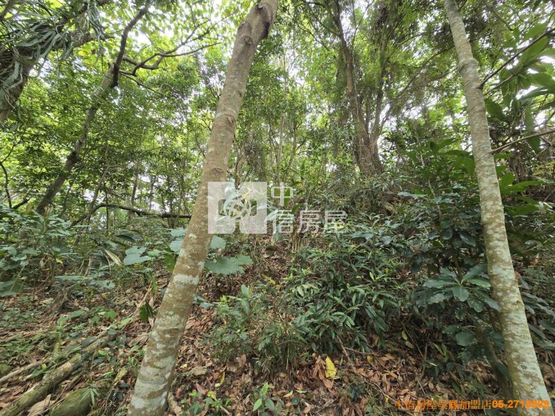 竹崎便宜山坡地房屋室內格局與周邊環境