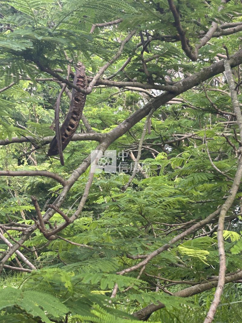 新竹縣新豐福興美農地房屋室內格局與周邊環境