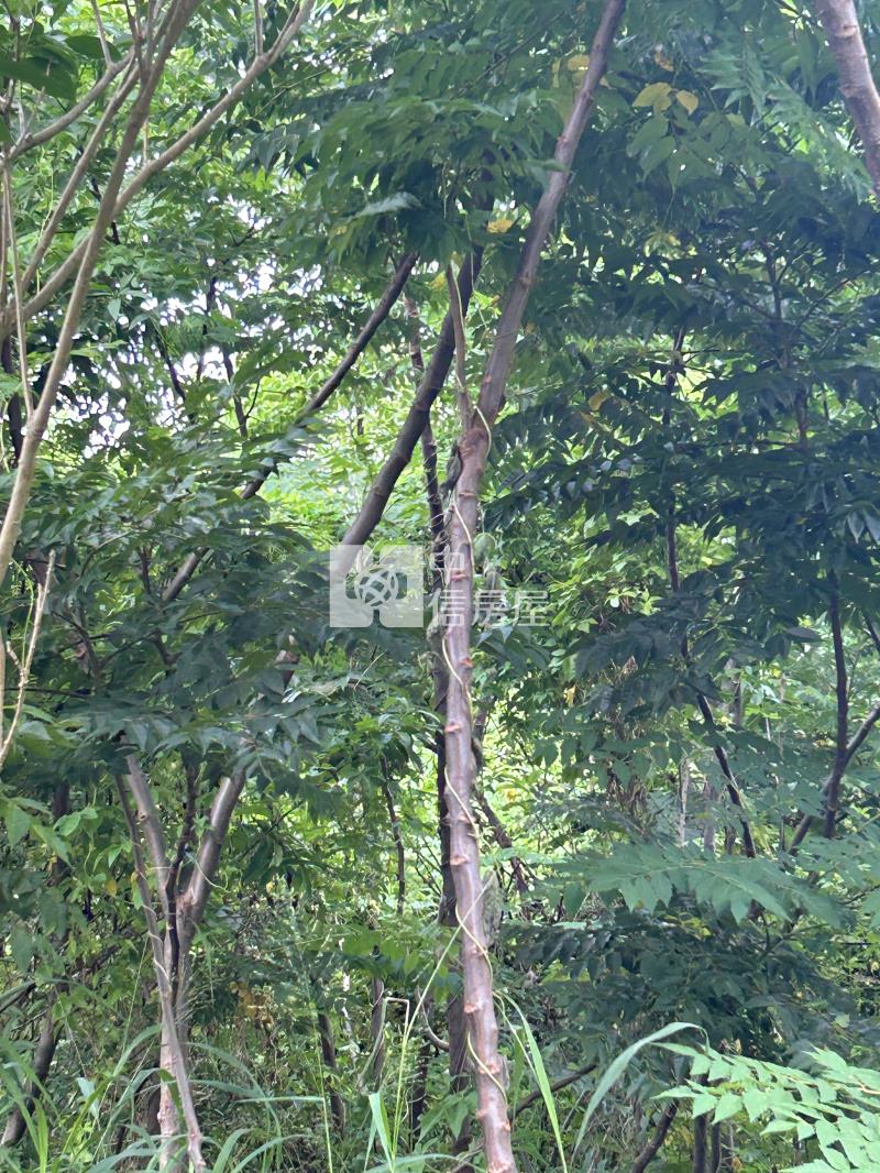 新竹縣新豐福興美農地房屋室內格局與周邊環境