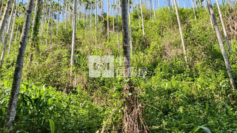 桃米林地房屋室內格局與周邊環境