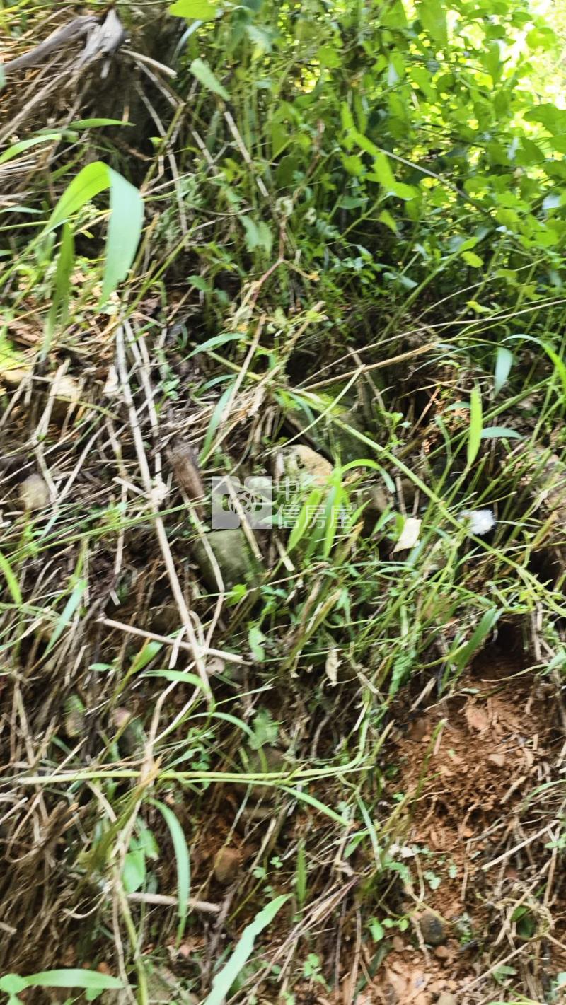 桃米林地房屋室內格局與周邊環境