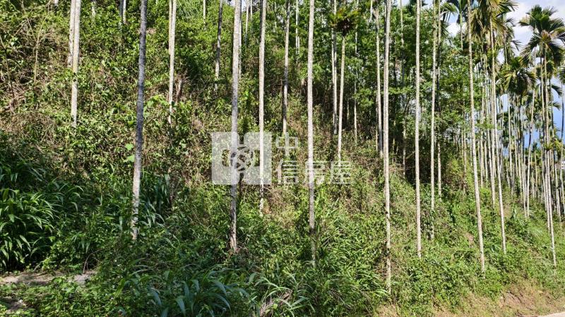 桃米林地房屋室內格局與周邊環境