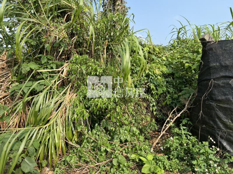 新社月湖段超值坪坦農地房屋室內格局與周邊環境