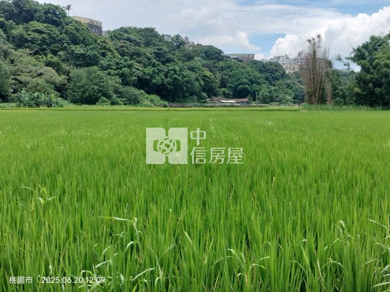 大溪月眉花海特農房屋室內格局與周邊環境