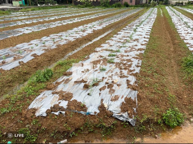 近觀音工業區臨路20米一般農房屋室內格局與周邊環境