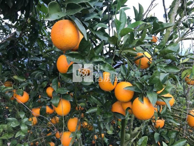 南勢莊1.2甲農地房屋室內格局與周邊環境