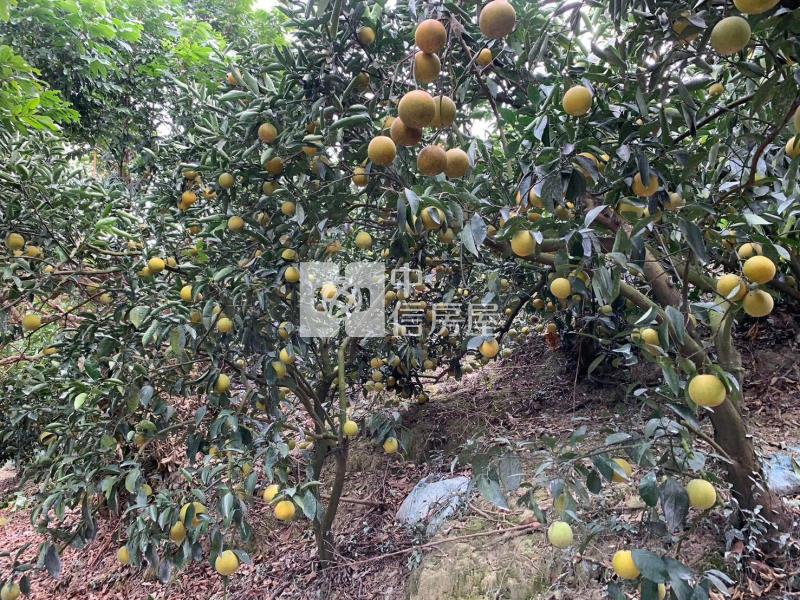南勢莊1.2甲農地房屋室內格局與周邊環境