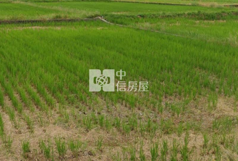 新屋農改場旁合法溫室近台61房屋室內格局與周邊環境