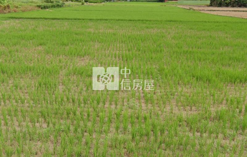 新屋農改場旁合法溫室近台61房屋室內格局與周邊環境