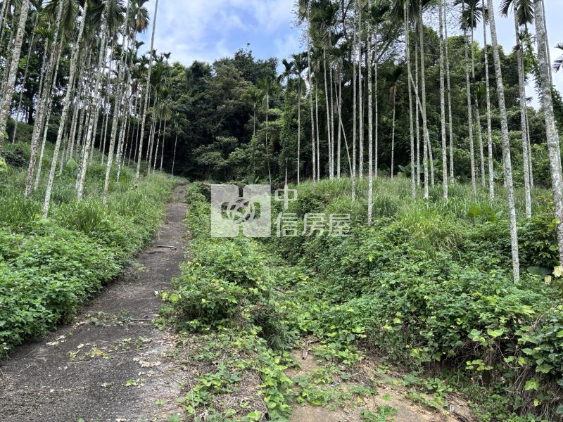大坪頂檳榔園房屋室內格局與周邊環境