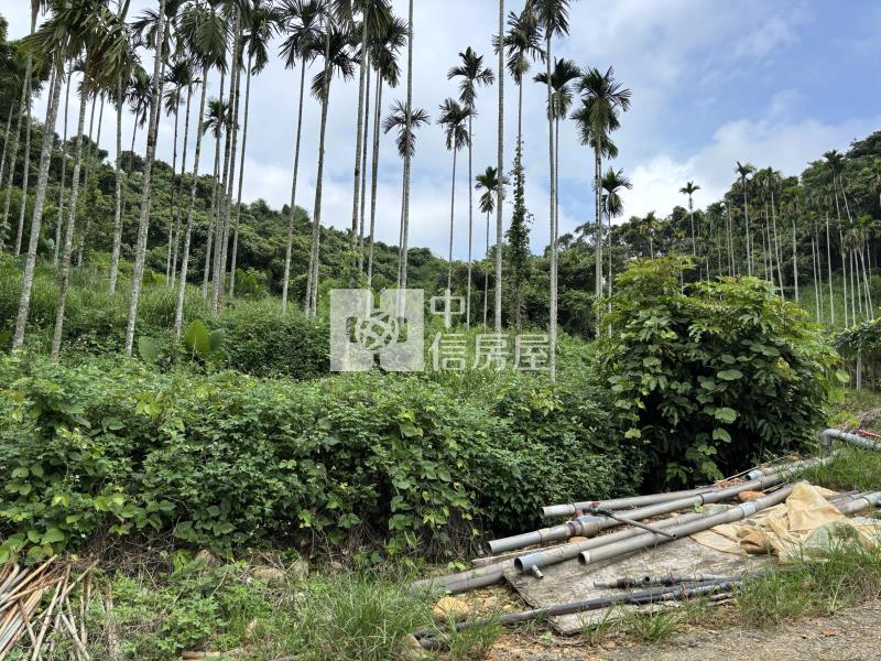 大坪頂檳榔園房屋室內格局與周邊環境