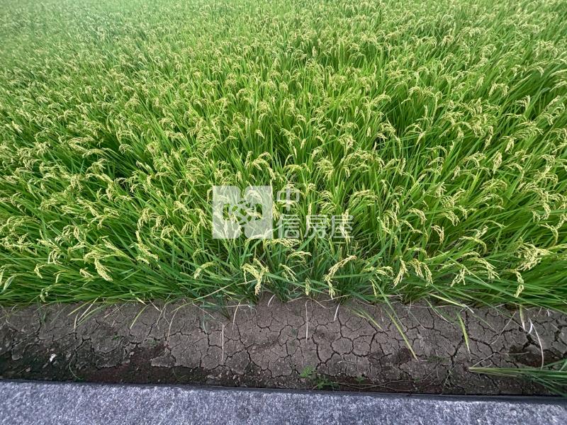 青埔雙面臨路美農地房屋室內格局與周邊環境