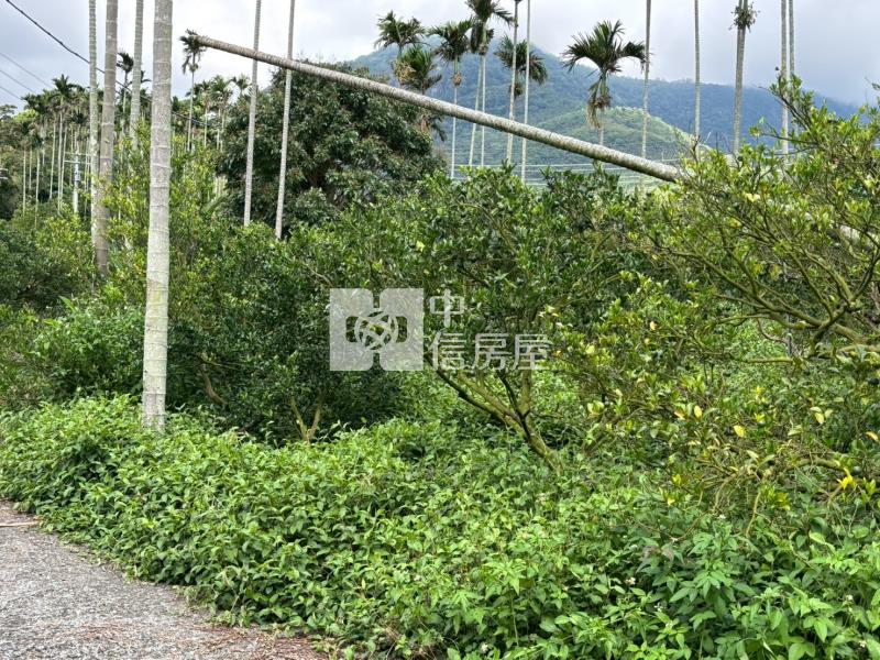 台南關子嶺1.4甲柑橘果園農牧用地房屋室內格局與周邊環境