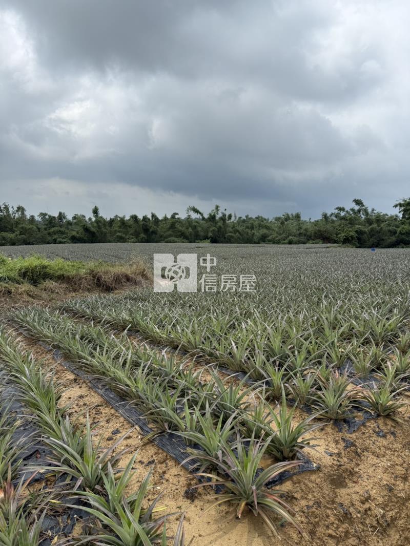 專-關廟下湖段1坪5000元大坪數農地房屋室內格局與周邊環境