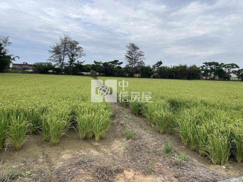 觀音-育仁路農地房屋室內格局與周邊環境