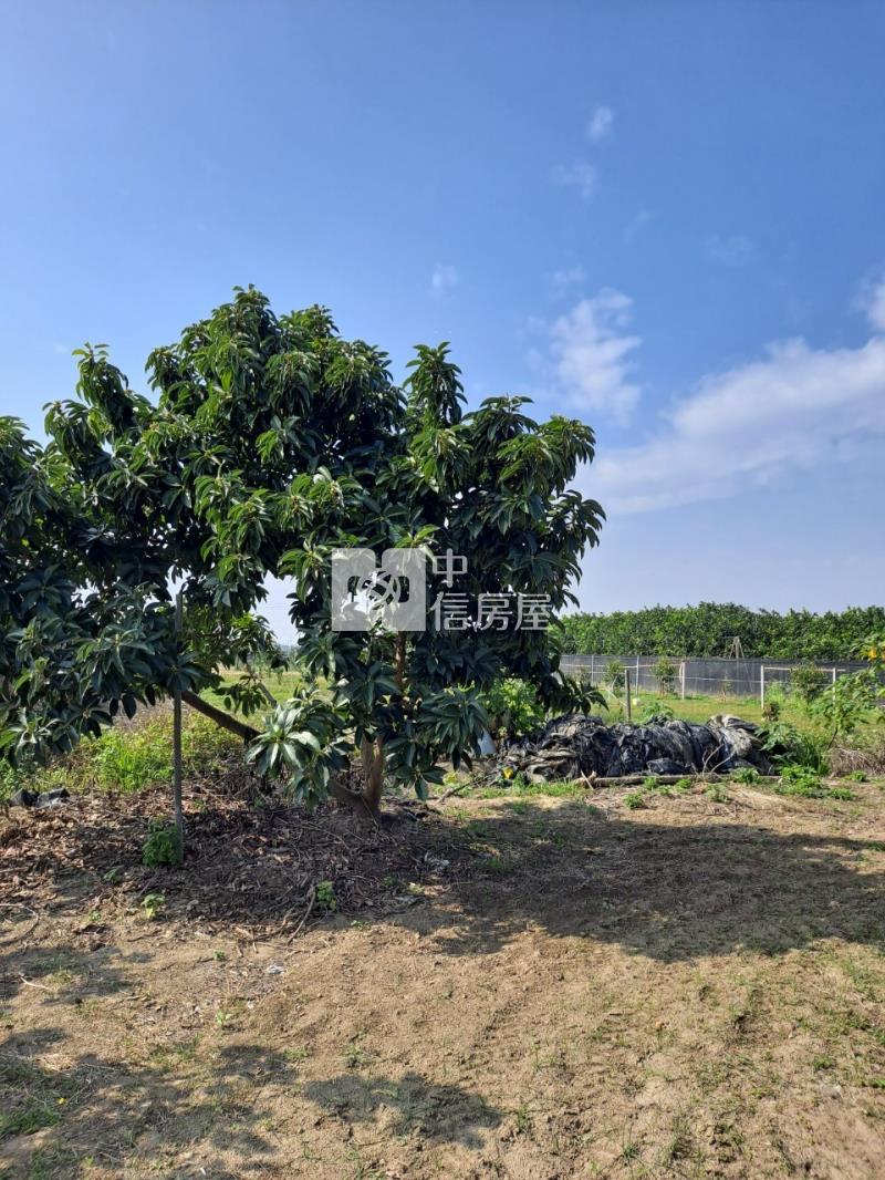 麻豆南寮2分果園房屋室內格局與周邊環境