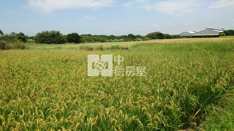 新豐開心農場-農+建地