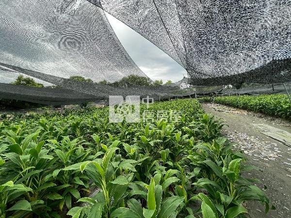 龍泉(都計農地+甲種建地+一般農地)房屋室內格局與周邊環境