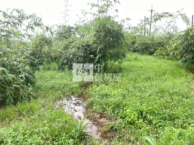 專-歸仁2分多增值美一般農房屋室內格局與周邊環境