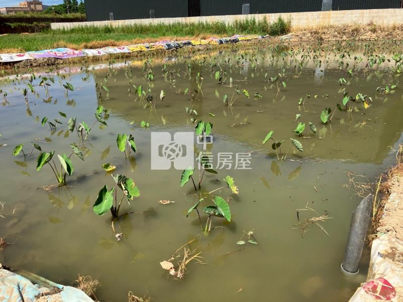 平鎮賦梅北路都內農房屋室內格局與周邊環境