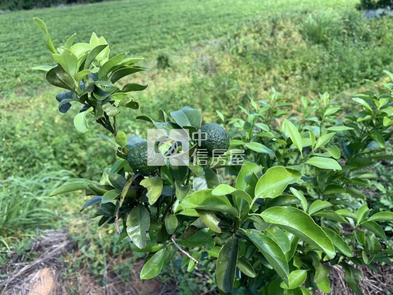 近鰲峰山運動公園都計內持分農地房屋室內格局與周邊環境