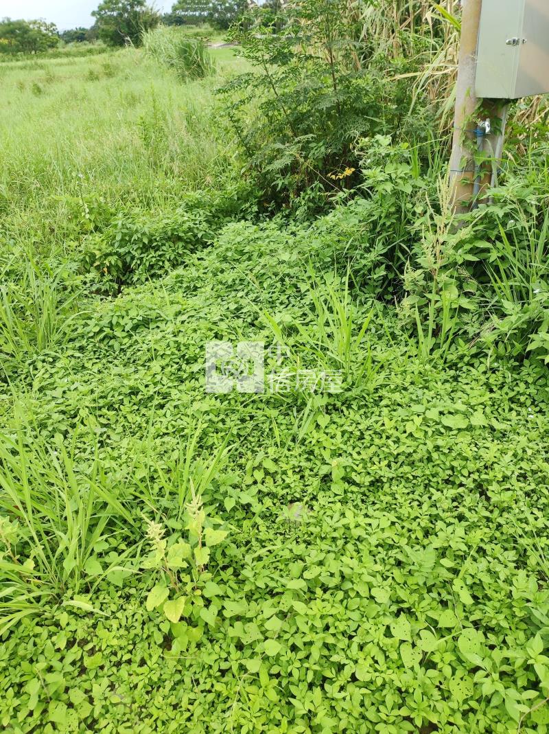 新屋石牌嶺臨路一般農附水電房屋室內格局與周邊環境
