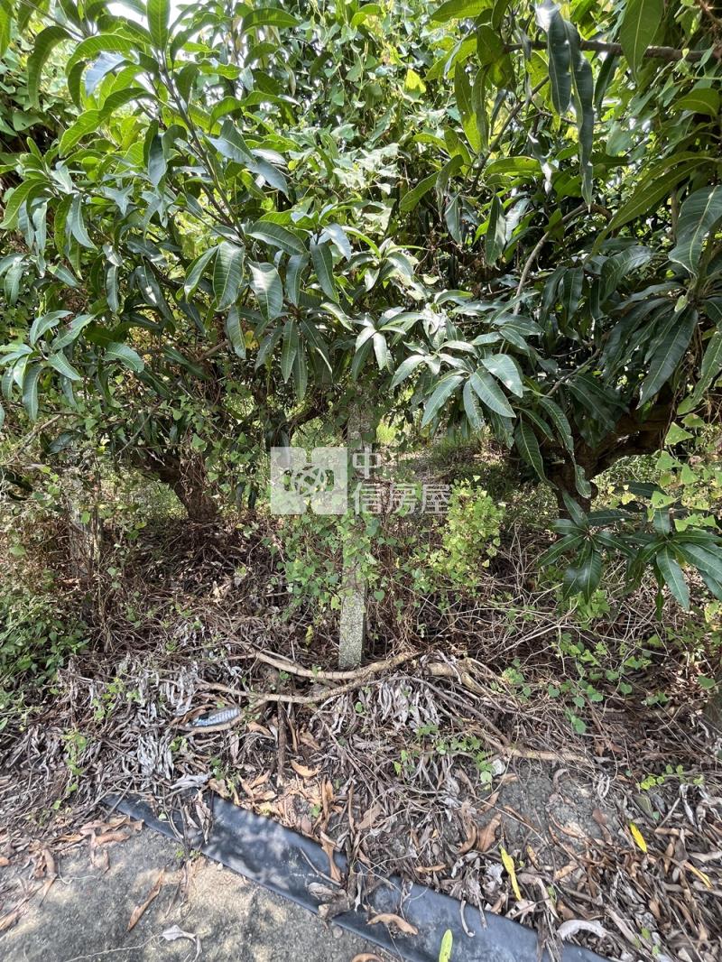 新化統一花園方正農地房屋室內格局與周邊環境