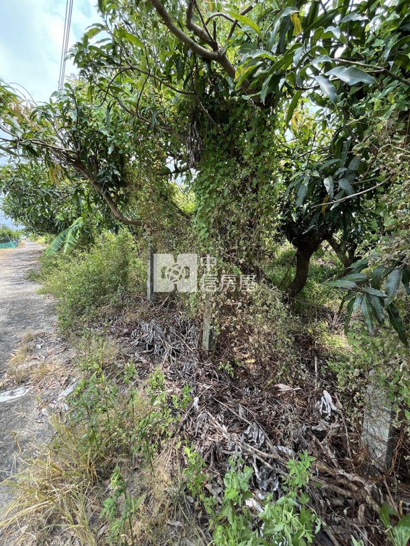 新化統一花園方正農地房屋室內格局與周邊環境