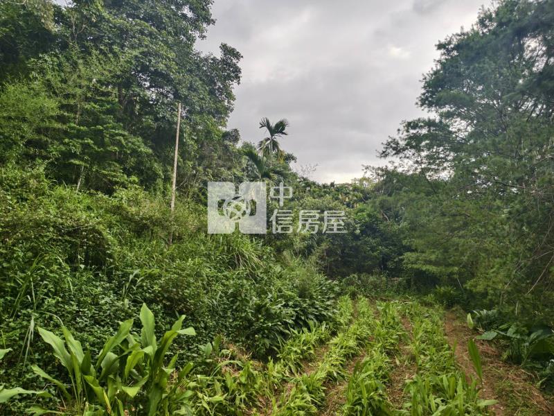 桃米種瓜路林地房屋室內格局與周邊環境