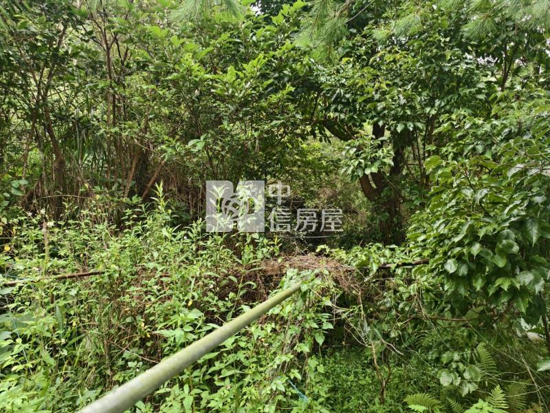 桃米種瓜路林地房屋室內格局與周邊環境