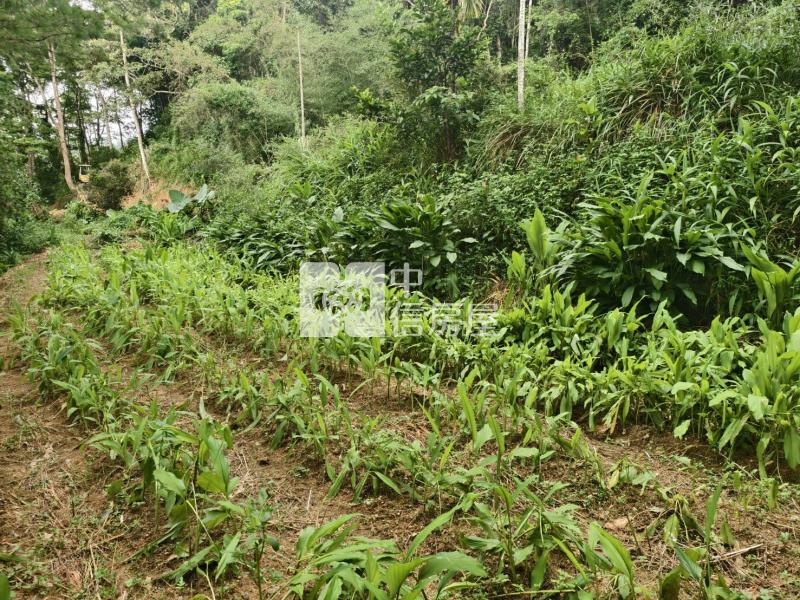桃米種瓜路林地房屋室內格局與周邊環境