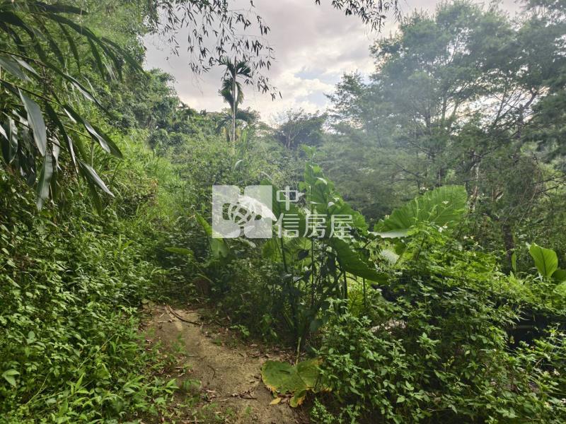 桃米種瓜路林地房屋室內格局與周邊環境