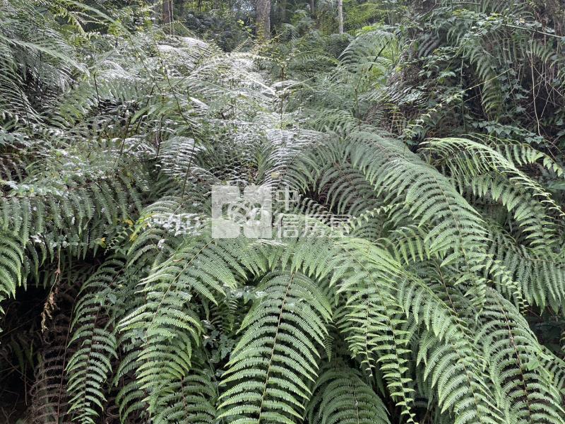 桃米林業用地房屋室內格局與周邊環境