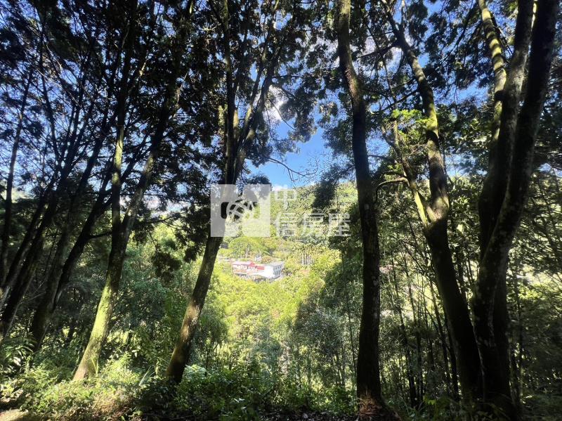 金龍山農加林房屋室內格局與周邊環境