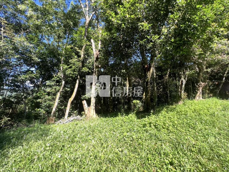 金龍山農加林房屋室內格局與周邊環境