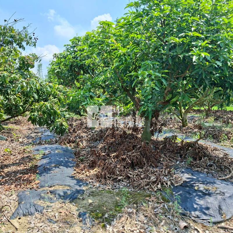 龍潭農地房屋室內格局與周邊環境