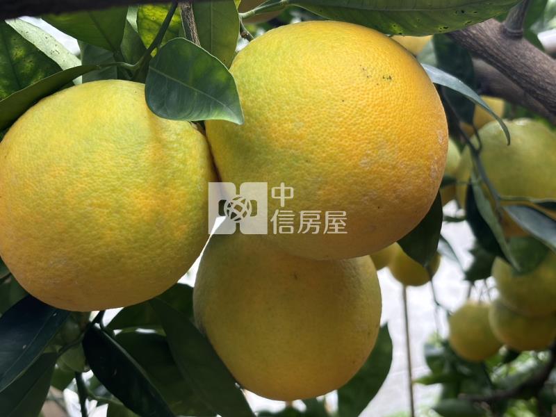 新社買千坪果園+建地送觀景美屋房屋室內格局與周邊環境